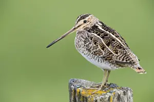 Charadriiformes Species List Imprime: Common Snipe