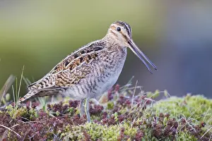 Common Snipe Imprime: Common Snipe