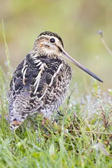 Snipe Bird Species Imprime: Common Snipe
