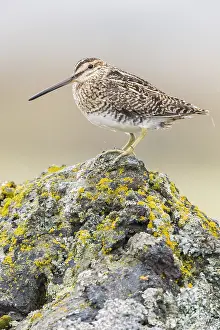 Snipe Bird Species Imprime: Common Snipe
