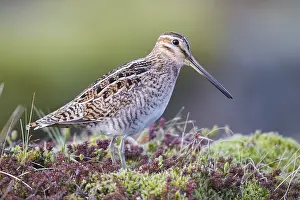 Shorebird Species Imprime: Common Snipe