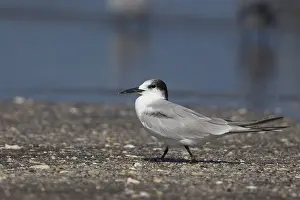 Charadriiformes Species List Imprime: Common Tern