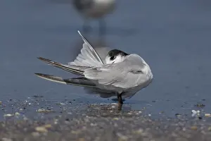 Sterna Hirundo Images Imprime: Common Tern