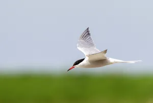 Texel Island Wildlife Imprime: Common Tern, Sterna hirundo
