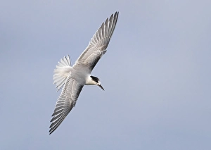 Blue Sky Wildlife Scene Imprime: Common Tern, Sterna hirundo