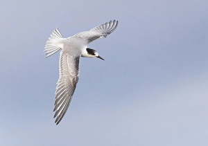 Common Tern In Flight Imprime: Common Tern, Sterna hirundo