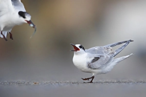 European Bird Behaviour Imprime: Common Tern, Sterna hirundo