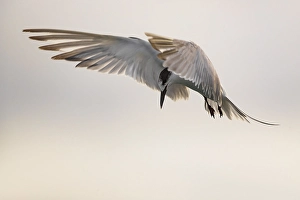 Azores Nature Photography Imprime: Common Tern, Sterna hirundo