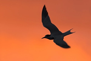 Orange Sunrise Background Imprime: Common Tern, Sterna hirundo