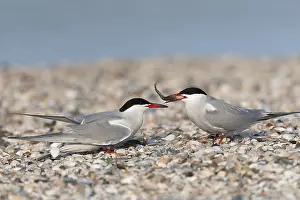 Sterna Hirundo Images Imprime: Common Tern, Sterna hirundo