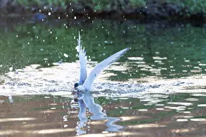 Bird Flying Over Water Imprime: Common Tern, Sterna hirundo
