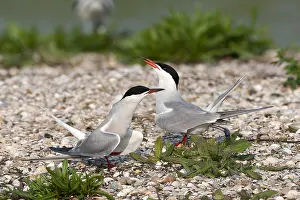 European Coastal Environment Imprime: Common Tern, Sterna hirundo