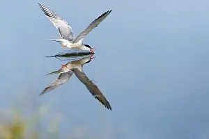 Wildlife In Greece Imprime: Common Tern, Sterna hirundo