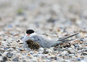 Sterna Hirundo Images Imprime: Common Tern, Sterna hirundo