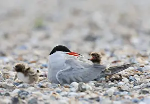 European Coastal Environment Imprime: Common Tern, Sterna hirundo