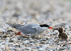 North Sea Nature Reserve Imprime: Common Tern, Sterna hirundo