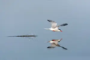 Bird Flight Photos Imprime: Common Tern, Sterna hirundo