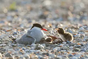 North Sea Nature Reserve Imprime: Common Tern, Sterna hirundo