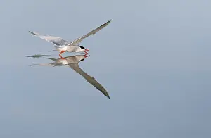 Wildlife In Greece Imprime: Common Tern, Sterna hirundo