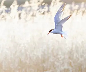 Sterna Hirundo Images Imprime: Common Tern, Sterna hirundo