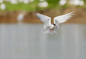 North Sea Nature Reserve Imprime: Common Tern, Sterna hirundo