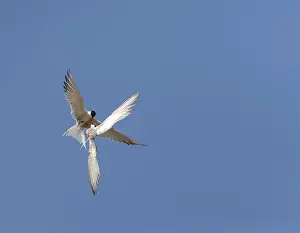 European Coastal Birds Imprime: Common Tern, Sterna hirundo