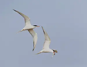 Blue Sky Bird Flight Imprime: Common Tern, Sterna hirundo