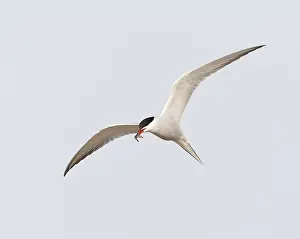 European Coastal Environment Imprime: Common Tern, Sterna hirundo