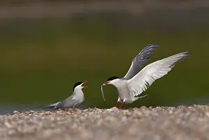 Sterna Hirundo Images Imprime: Common Tern, Sterna hirundo