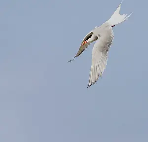 North Sea Nature Reserve Imprime: Common Tern, Sterna hirundo