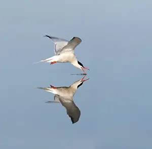 Sterna Hirundo Images Imprime: Common Tern, Sterna hirundo