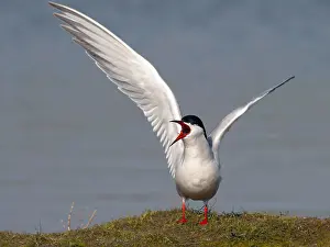 Coastal Wildlife Imprime: Common Tern, Sterna hirundo