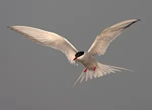 Free Nature Photography Imprime: Common Tern, Sterna hirundo