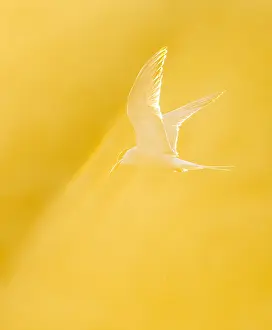 Bird Flight Photography Imprime: Common Tern, Sterna hirundo