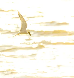 Wildlife Netherlands Imprime: Common Tern, Sterna hirundo