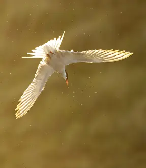 Bird Flying Over Water Imprime: Common Tern, Sterna hirundo