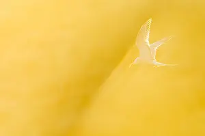 Wildlife In Netherlands Imprime: Common Tern, Sterna hirundo