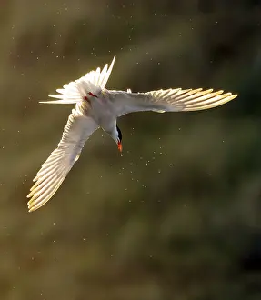 Common Tern In Flight Imprime: Common Tern, Sterna hirundo