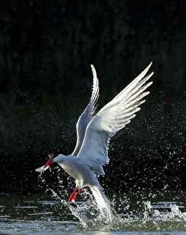 Bird Flying Over Water Imprime: Common Tern, Sterna hirundo