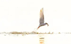 Bird Flying Over Water Imprime: Common Tern, Sterna hirundo