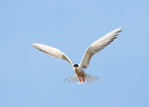 Adult Bird In Flight Imprime: Common Tern, Sterna hirundo