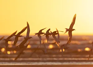 North Sea Beaches Imprime: Common Tern, Sterna hirundo