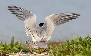 European Coastal Nature Imprime: Common Tern, Sterna hirundo