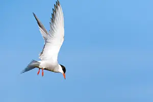 Mediterranean Wildlife Images Imprime: Common Tern, Sterna hirundo