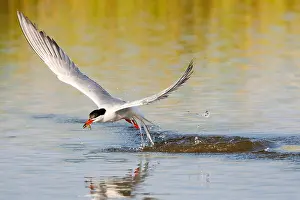 Wildlife In Greece Imprime: Common Tern, Sterna hirundo