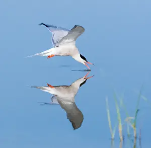 Mediterranean Wildlife Images Imprime: Common Tern, Sterna hirundo