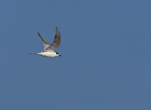 Blue Sky Wildlife Scene Imprime: Common Tern, Sterna hirundo