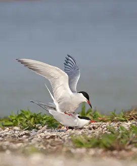 North Sea Nature Reserve Imprime: Common Tern, Sterna hirundo