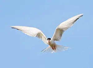 Common Tern In Flight Imprime: Common Tern, Sterna hirundo