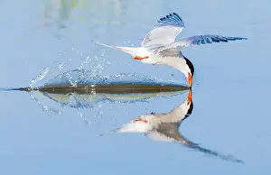 Common Tern In Flight Imprime: Common Tern, Sterna hirundo